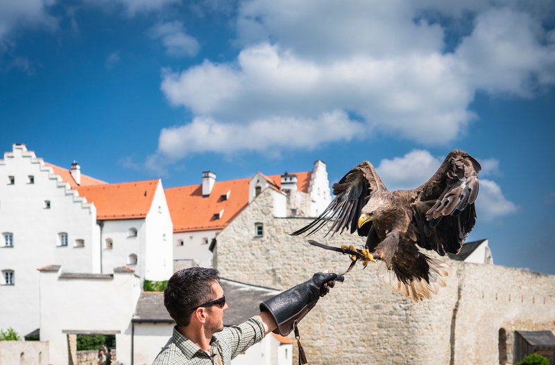 Falkner lockt einen Adler auf seine Hand